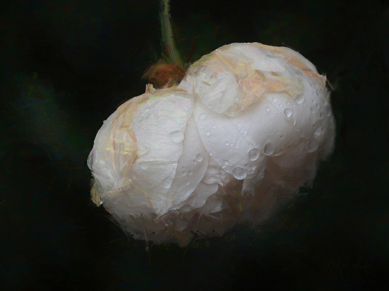 Pure White, 2018, tekijältä Helen White