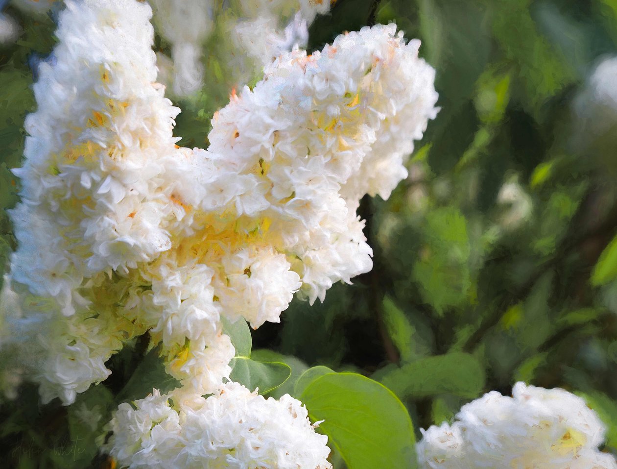 Pure White Lilac, 2018, tekijältä Helen White