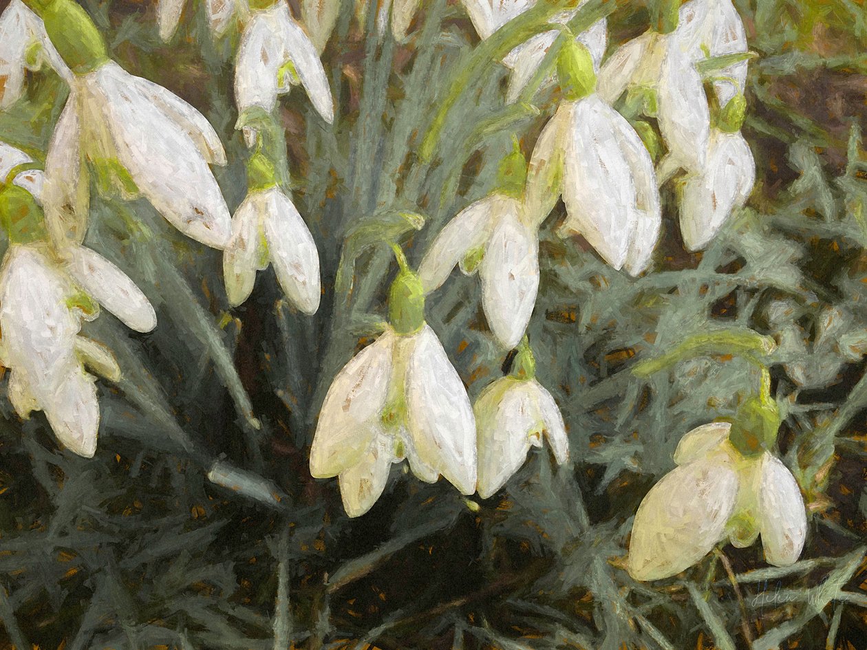 Lumikellot, 2019, tekijältä Helen White