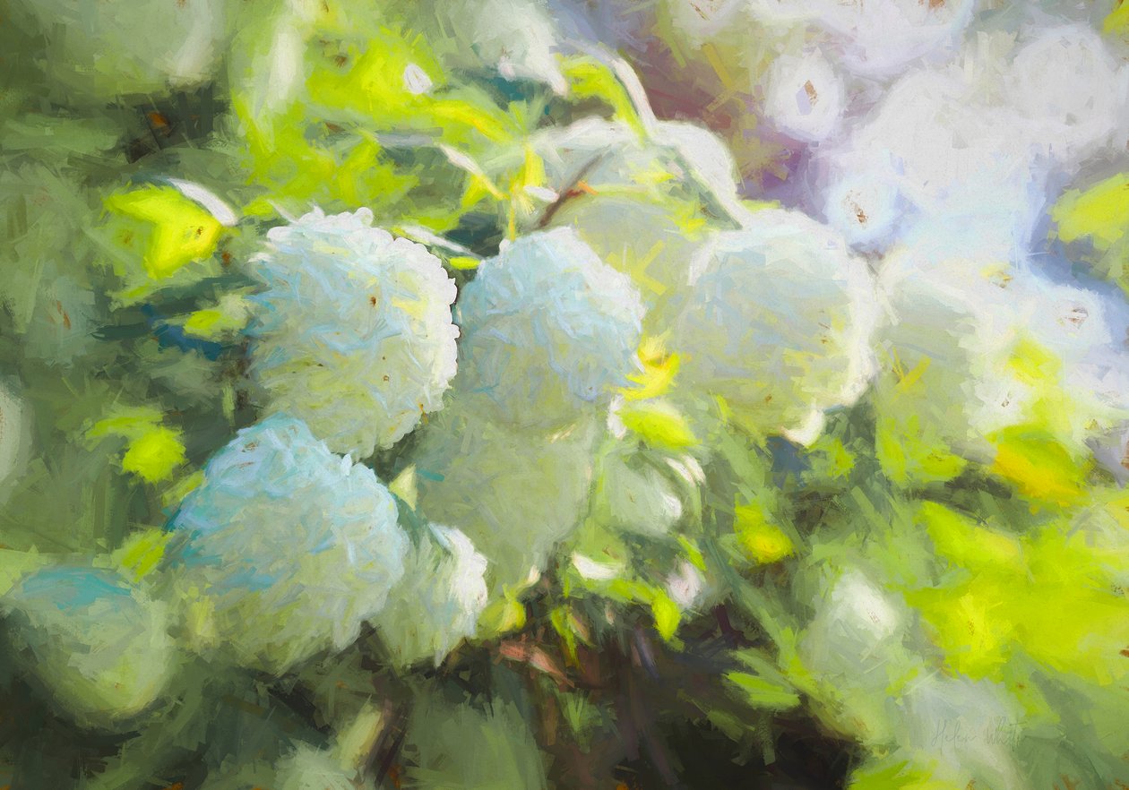 Pehmeästi kukkiva, 2018, tekijältä Helen White