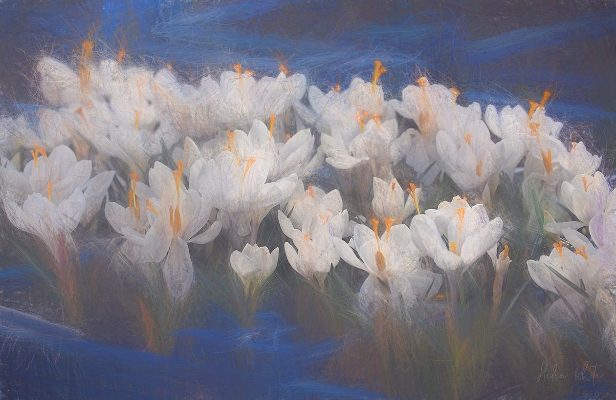 Kevään krookukset, 2018, tekijältä Helen White