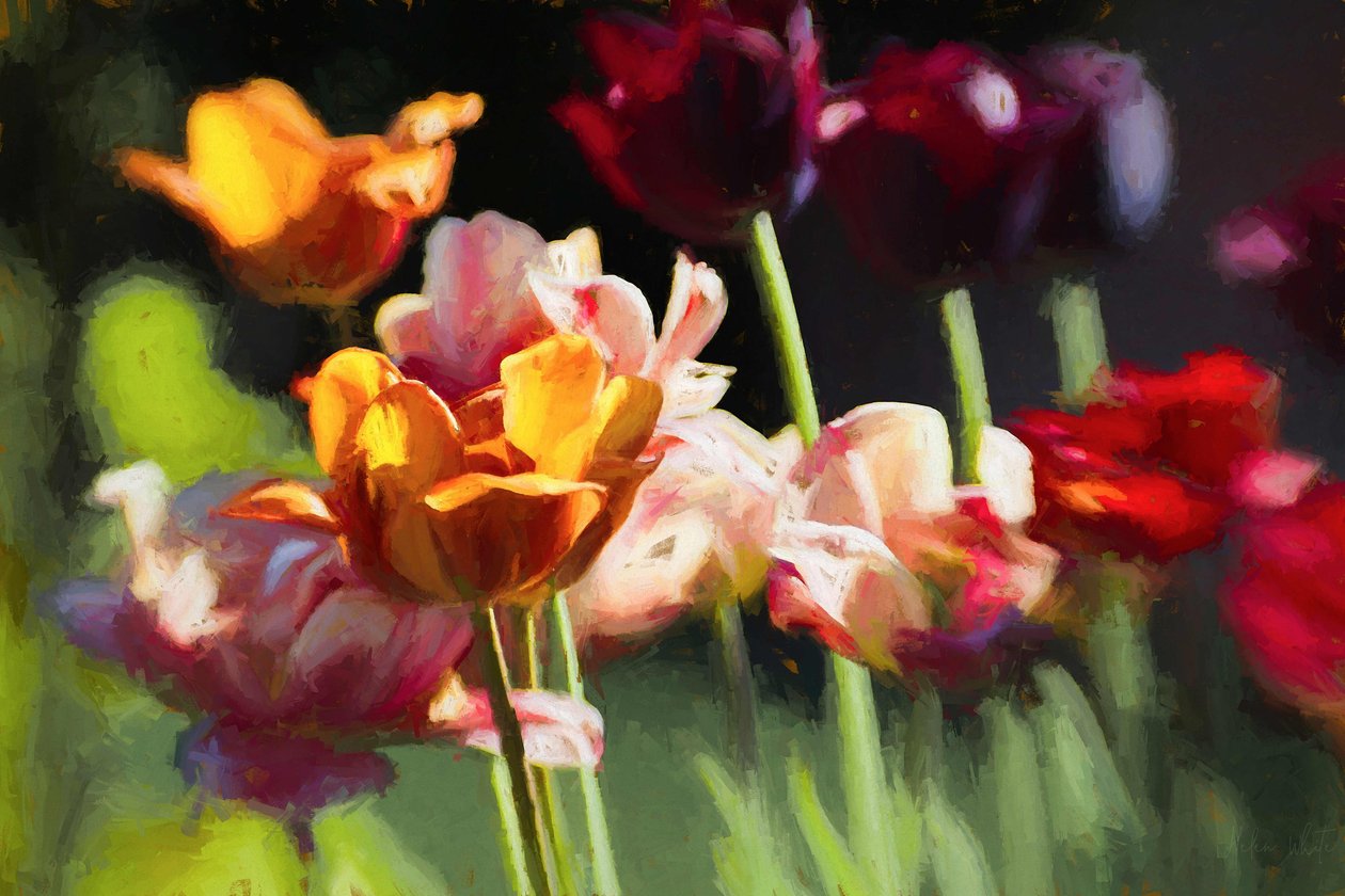 Tulppaanikenttä, 2018, tekijältä Helen White