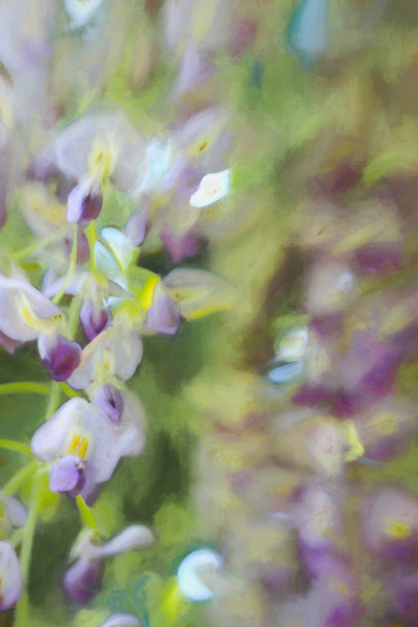 Wisterian alla, 2018, tekijältä Helen White
