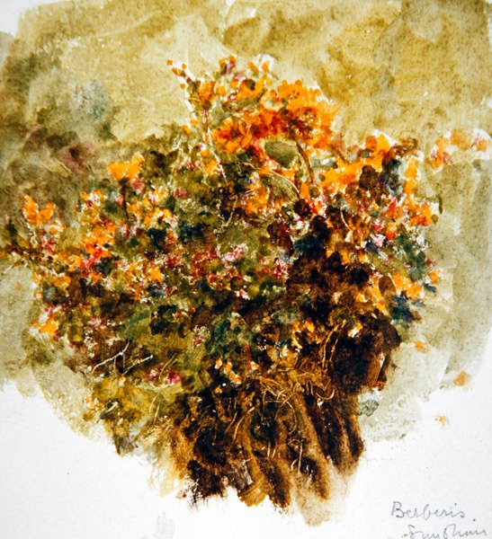 Berberis, auringonpaiste (akvarelli paperille) tekijältä Helen Allingham