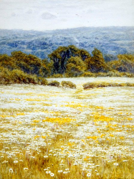 Oxeye Daisies, lähellä Westerhamia, Kentissä (akvarelli paperille) tekijältä Helen Allingham