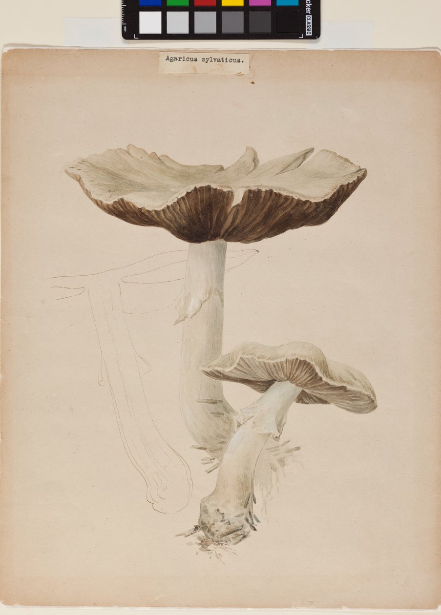 Agaricus Augustus tekijältä Helen Beatrix Potter