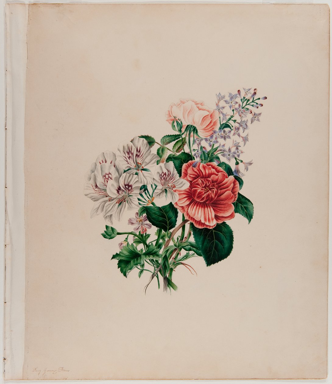 St. Leon Bouquet, n. 1842 (akvarelli paperille) tekijältä Helen Lockie and family Jones