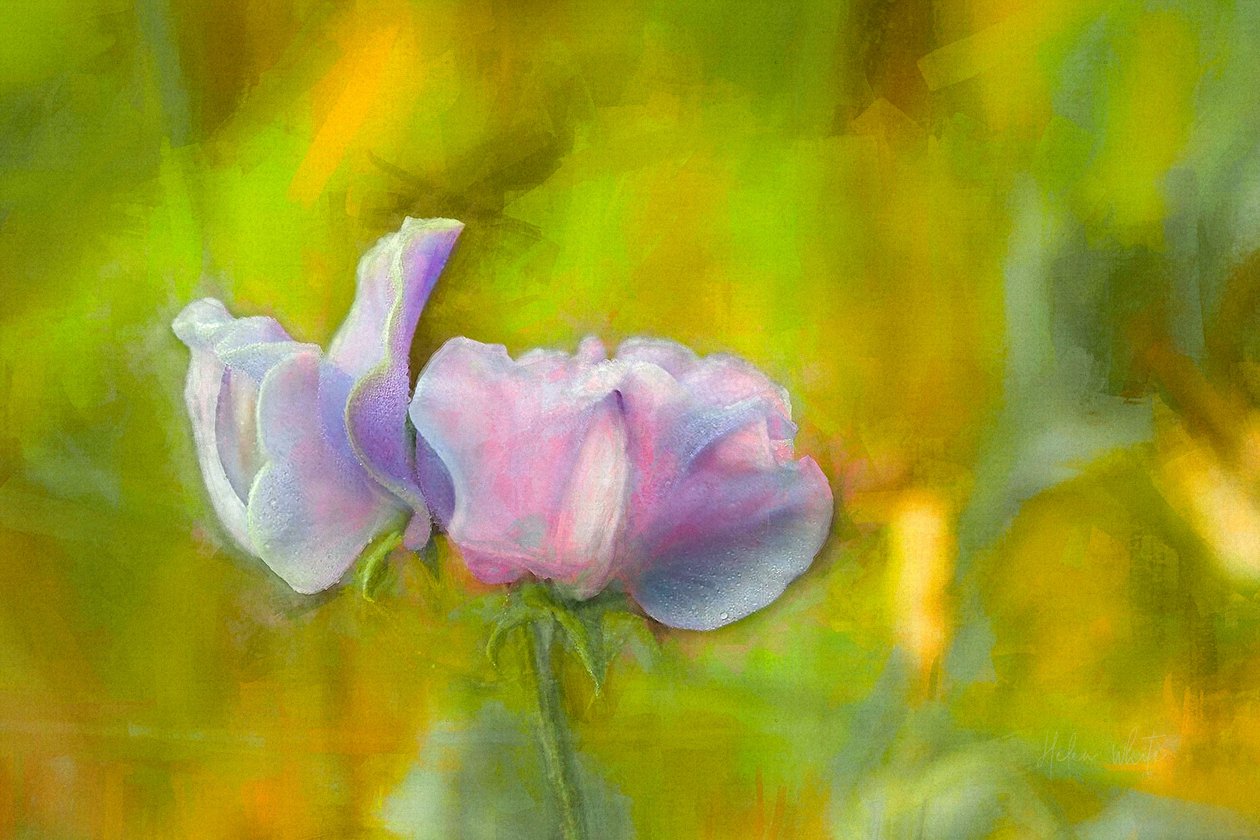 Syksyinen Sweetpea I, 2018 tekijältä Helen White
