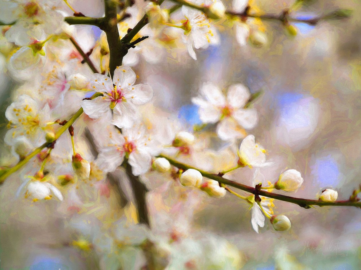 Blossom Joy, 2019 tekijältä Helen White