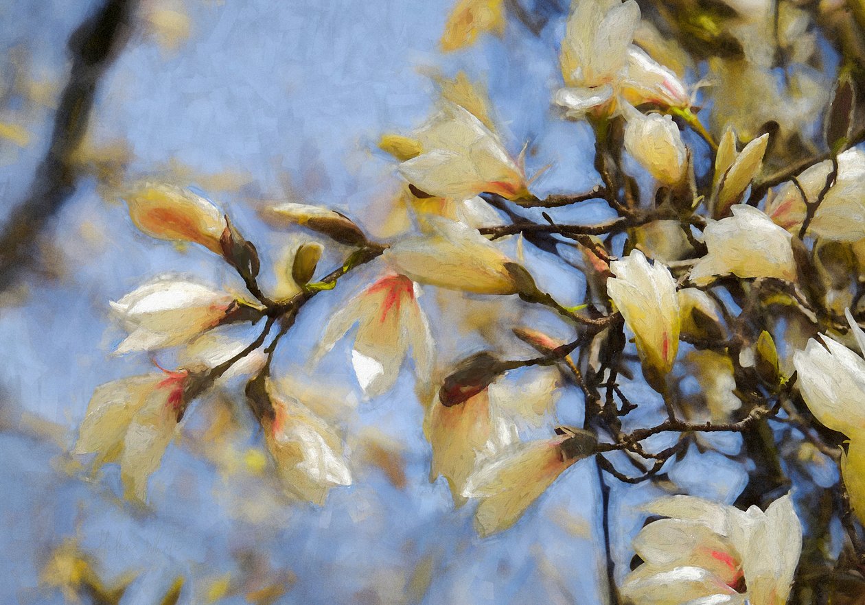 Blue Sky Magnolia, 2019 tekijältä Helen White