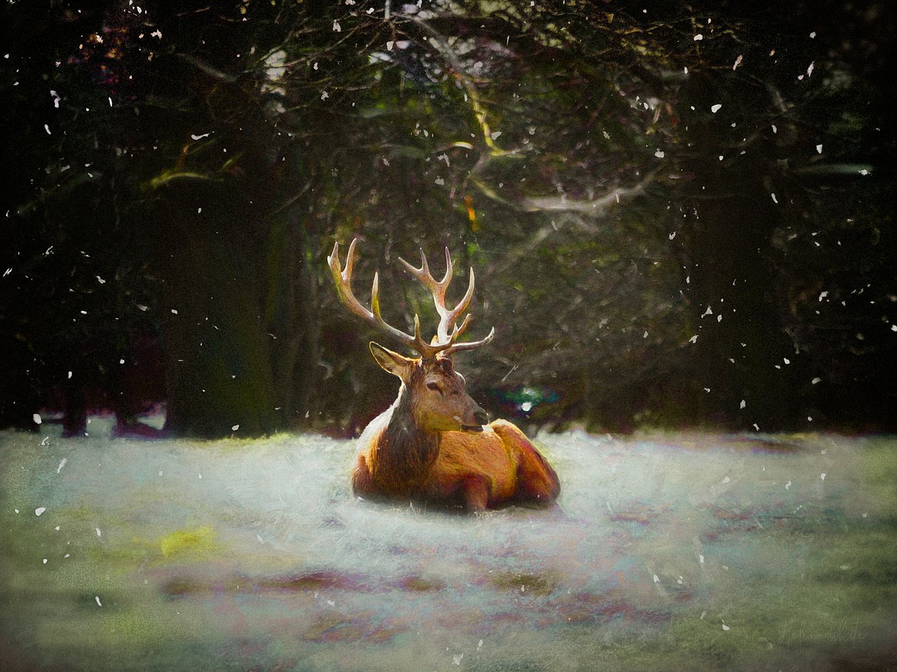 Jouluhirviö, 2019 tekijältä Helen White