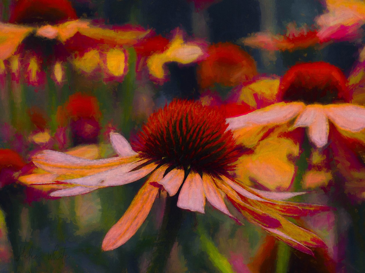 Daisy Daisy, 2019 tekijältä Helen White