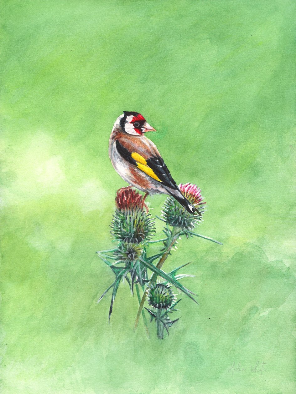 Goldfinch II, 2021 (akvarelli) tekijältä Helen White