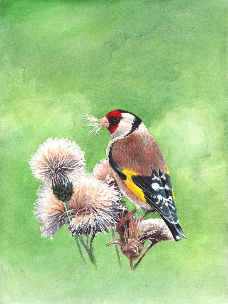 Goldfinch I, 2021 (akvarelli) tekijältä Helen White