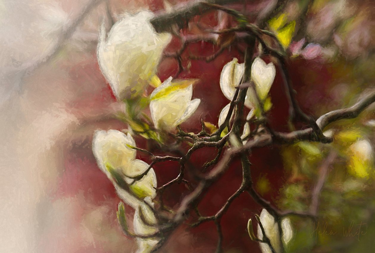 Magnolia, 2018 tekijältä Helen White