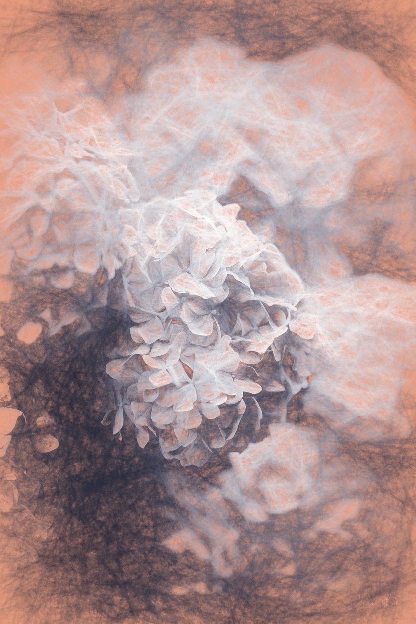 Pastel Hyrangeas, 2018, tekijältä Helen White