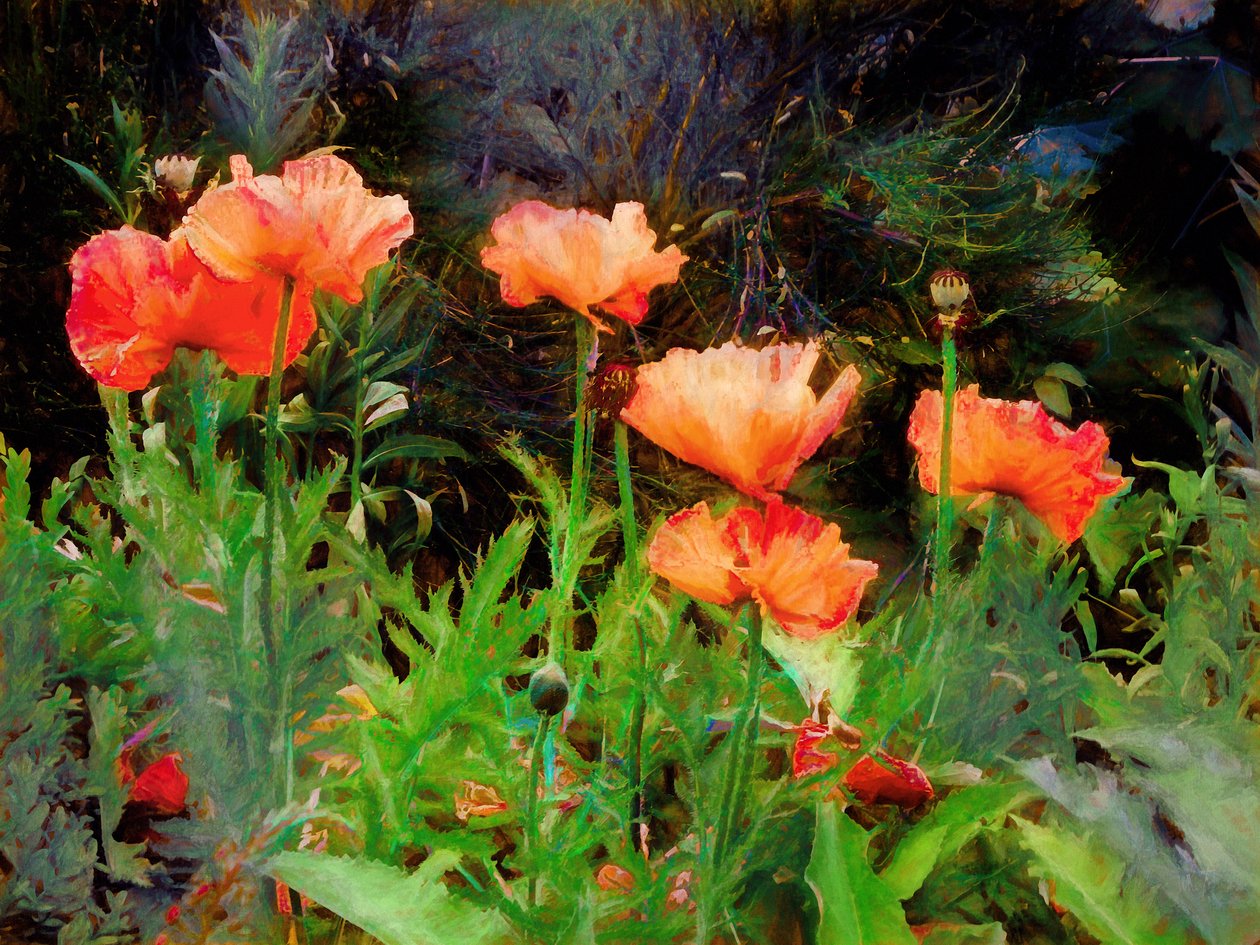 Peachy Poppies, 2020 tekijältä Helen White