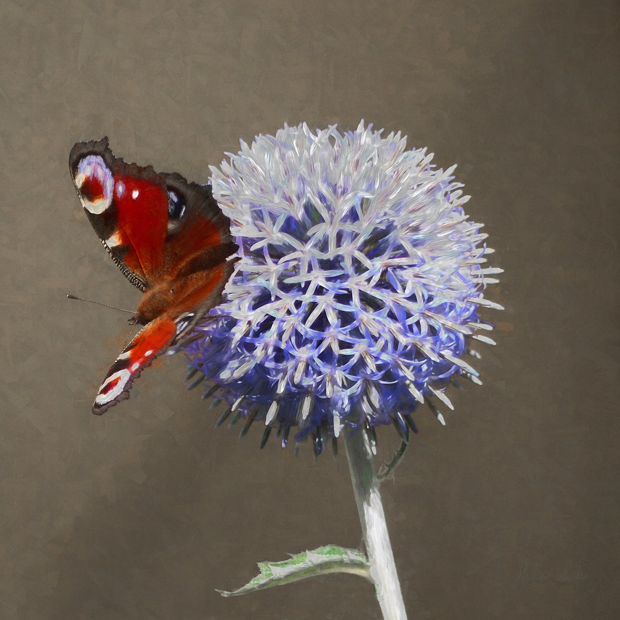 Peacock on Blue Thistle, 2018 tekijältä Helen White