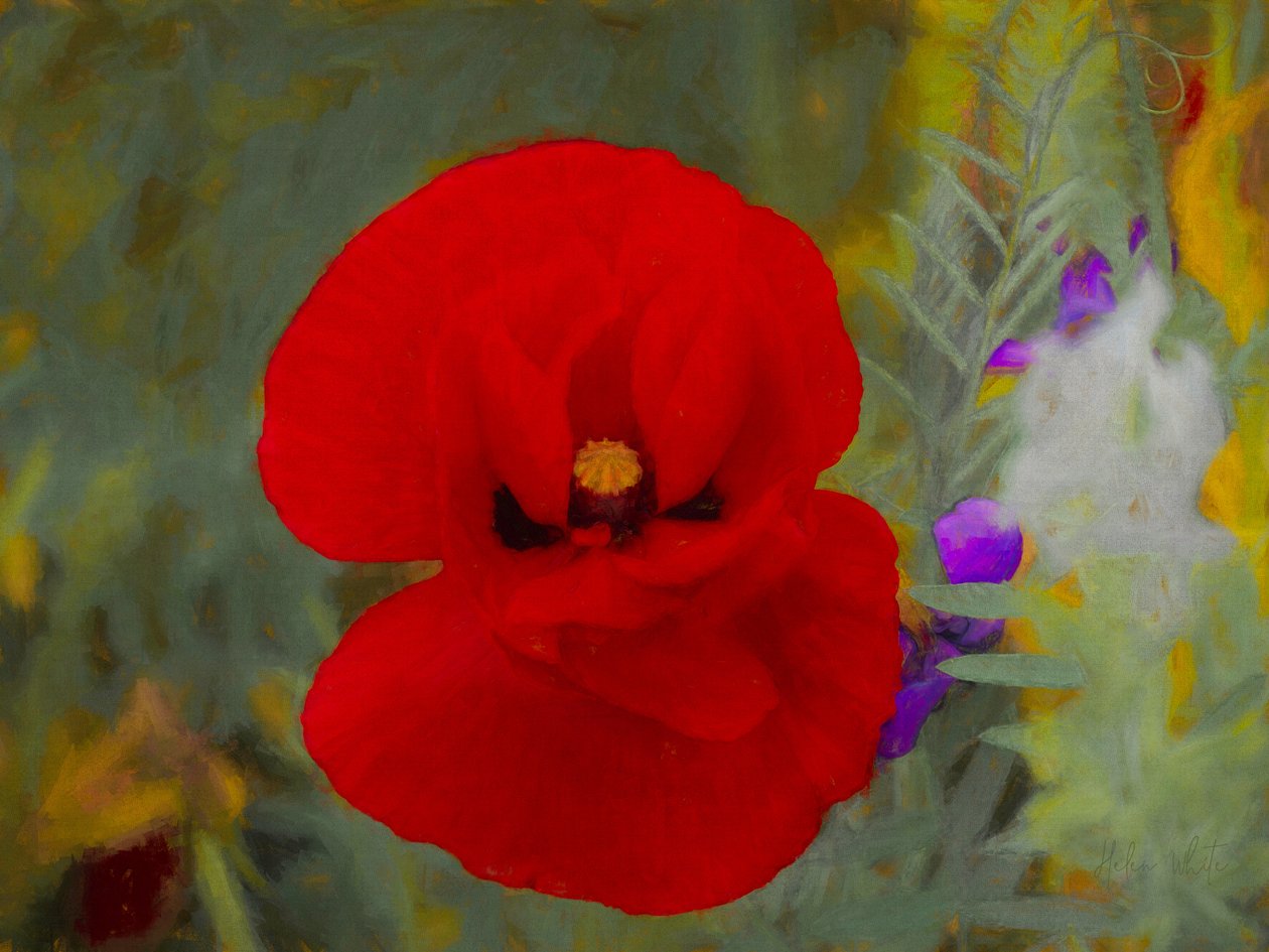 Scarlet, 2019 tekijältä Helen White