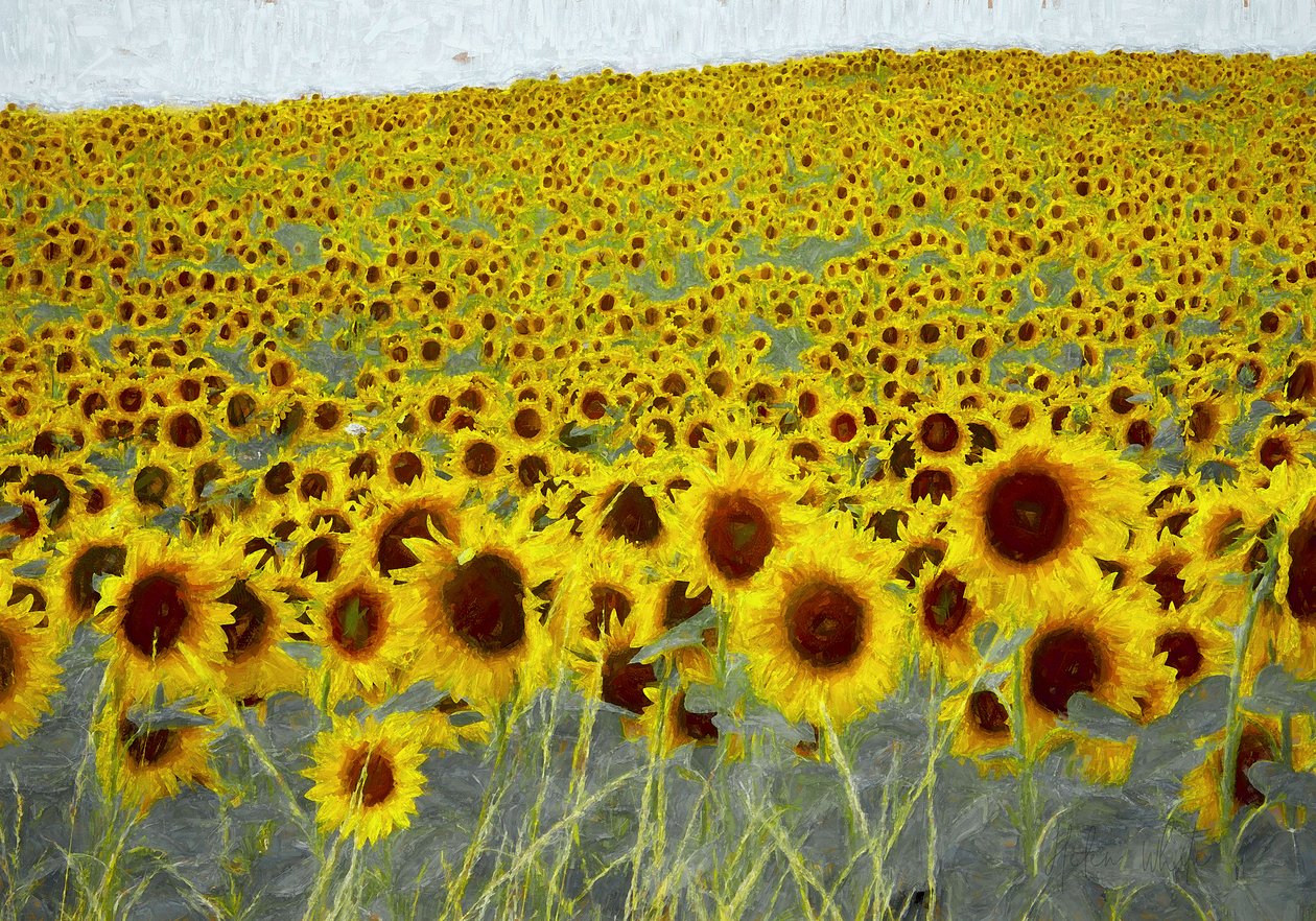 Auringonkukkapelto, 2019 tekijältä Helen White