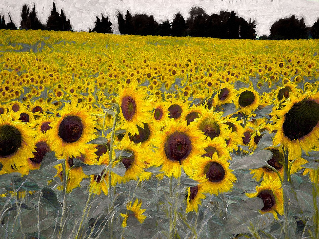 Sunny-Sided Hill, 2019 tekijältä Helen White