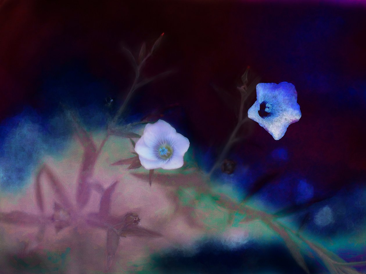 Transience, 2019 tekijältä Helen White