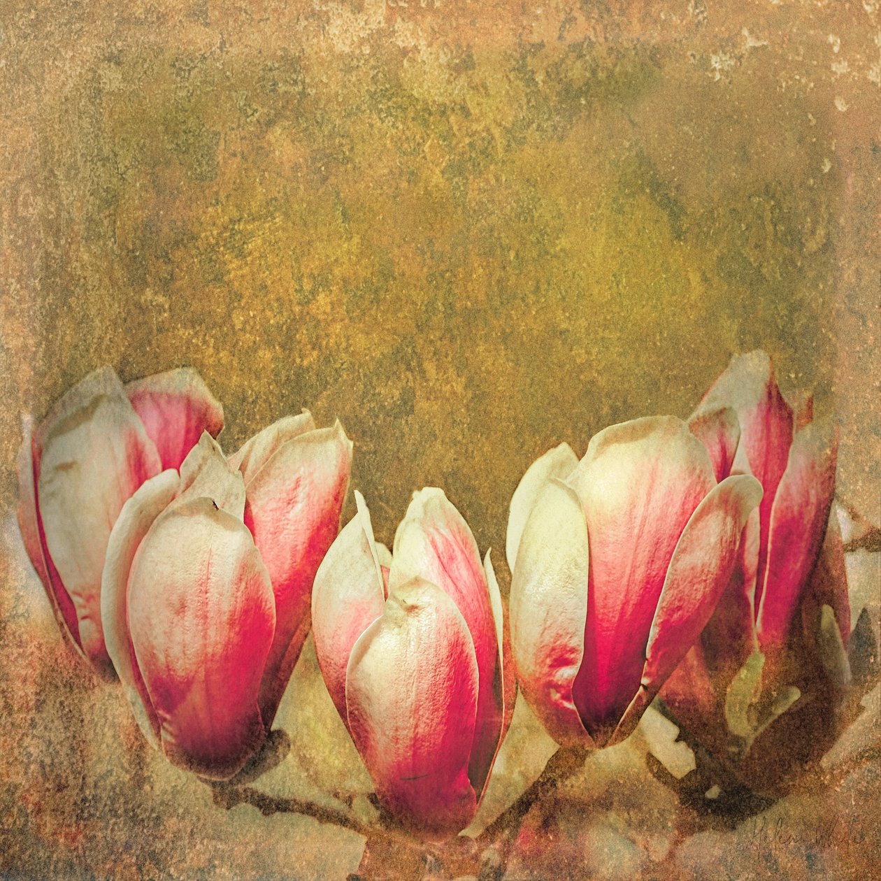 Vintage Magnolia; 2019 tekijältä Helen White