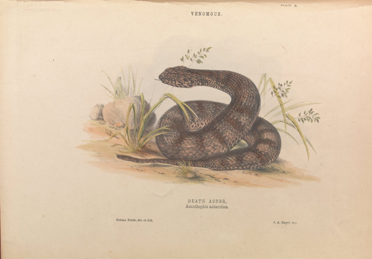 Death Adder, Acanthophis Etelämanner tekijältä Helena Forde