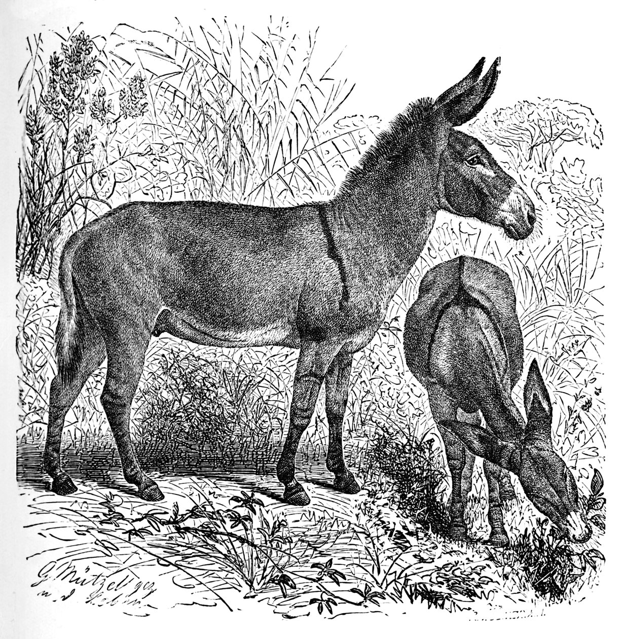 African Wild Ass, c1900 tekijältä Helena J. Maguire