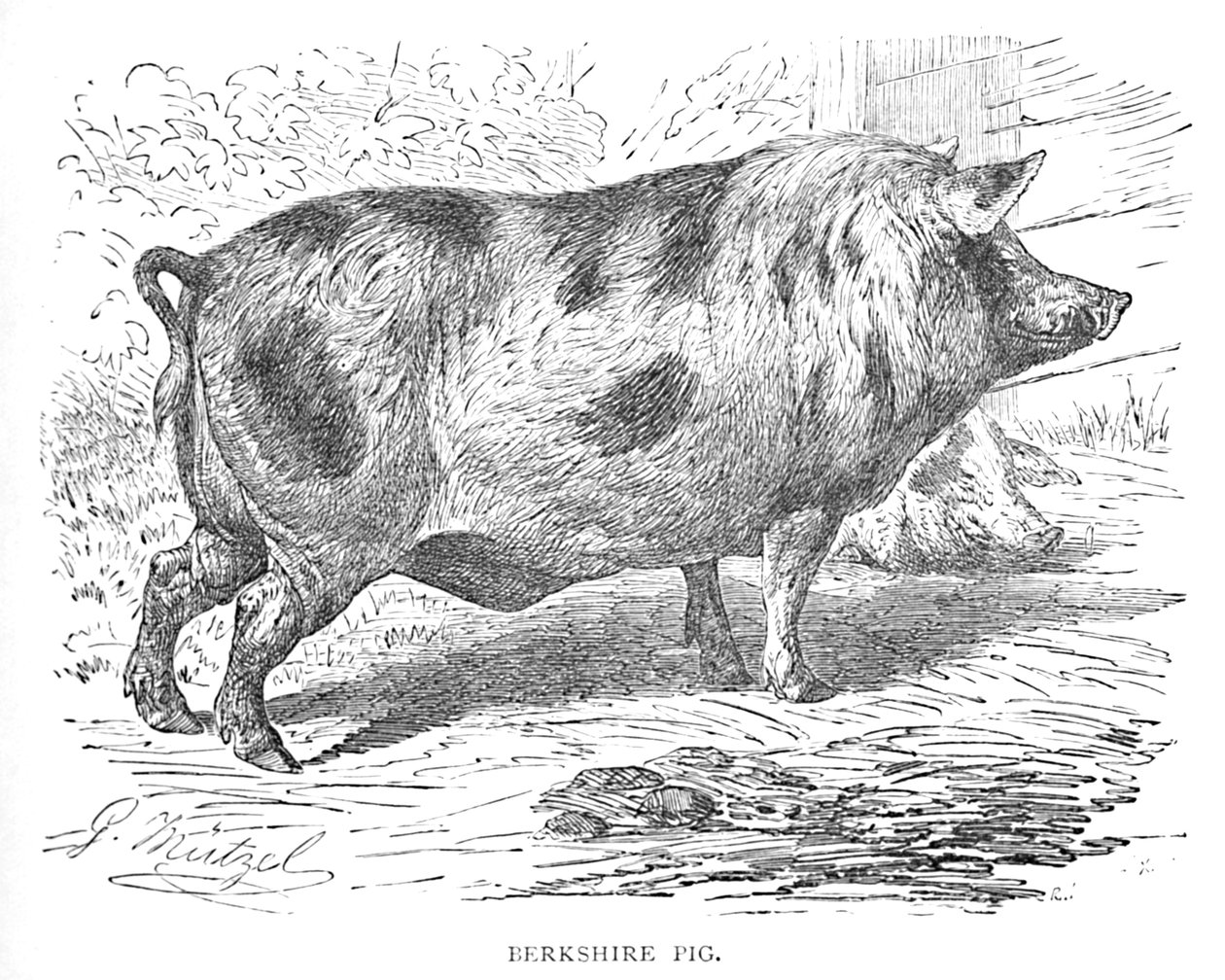 Berkshire Pig, c1900 tekijältä Helena J. Maguire