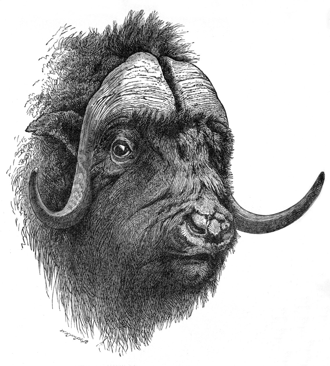 Musk-Ox, c1900 tekijältä Helena J. Maguire