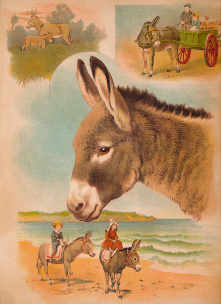 Aasi, c1900 tekijältä Helena J. Maguire