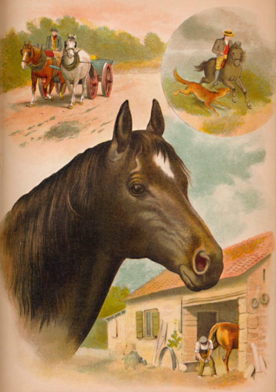 Hevonen, c1900 tekijältä Helena J. Maguire
