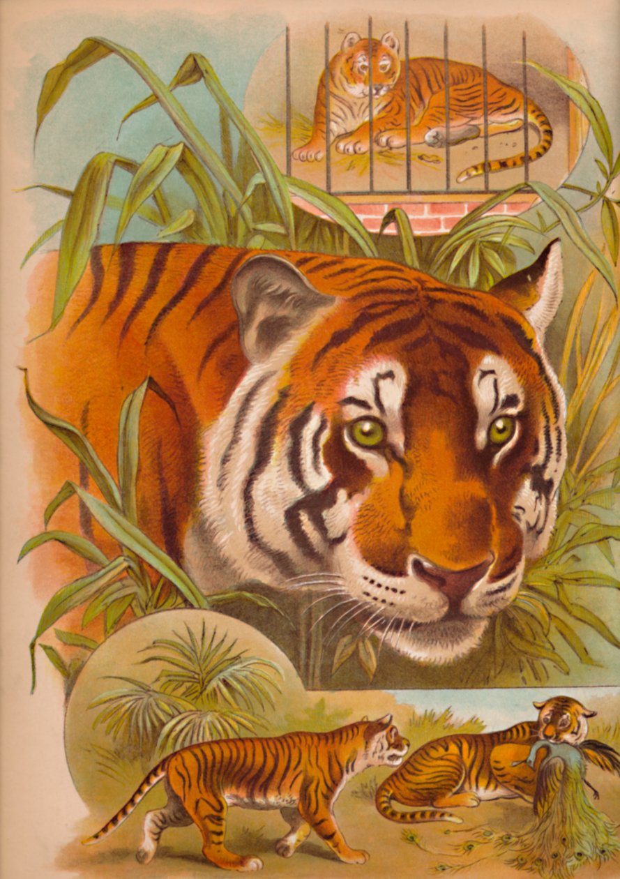 Tiger, c1900 tekijältä Helena J. Maguire