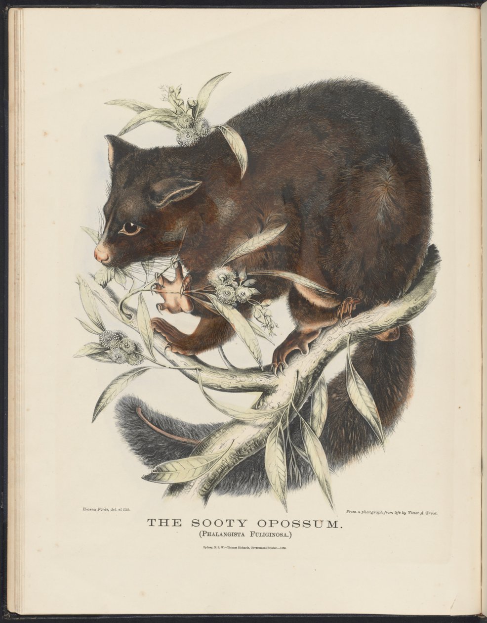 Australian nisäkkäät (Krefft) Nla.obj-33627803-10 The Sooty Opossum tekijältä Helena Scott