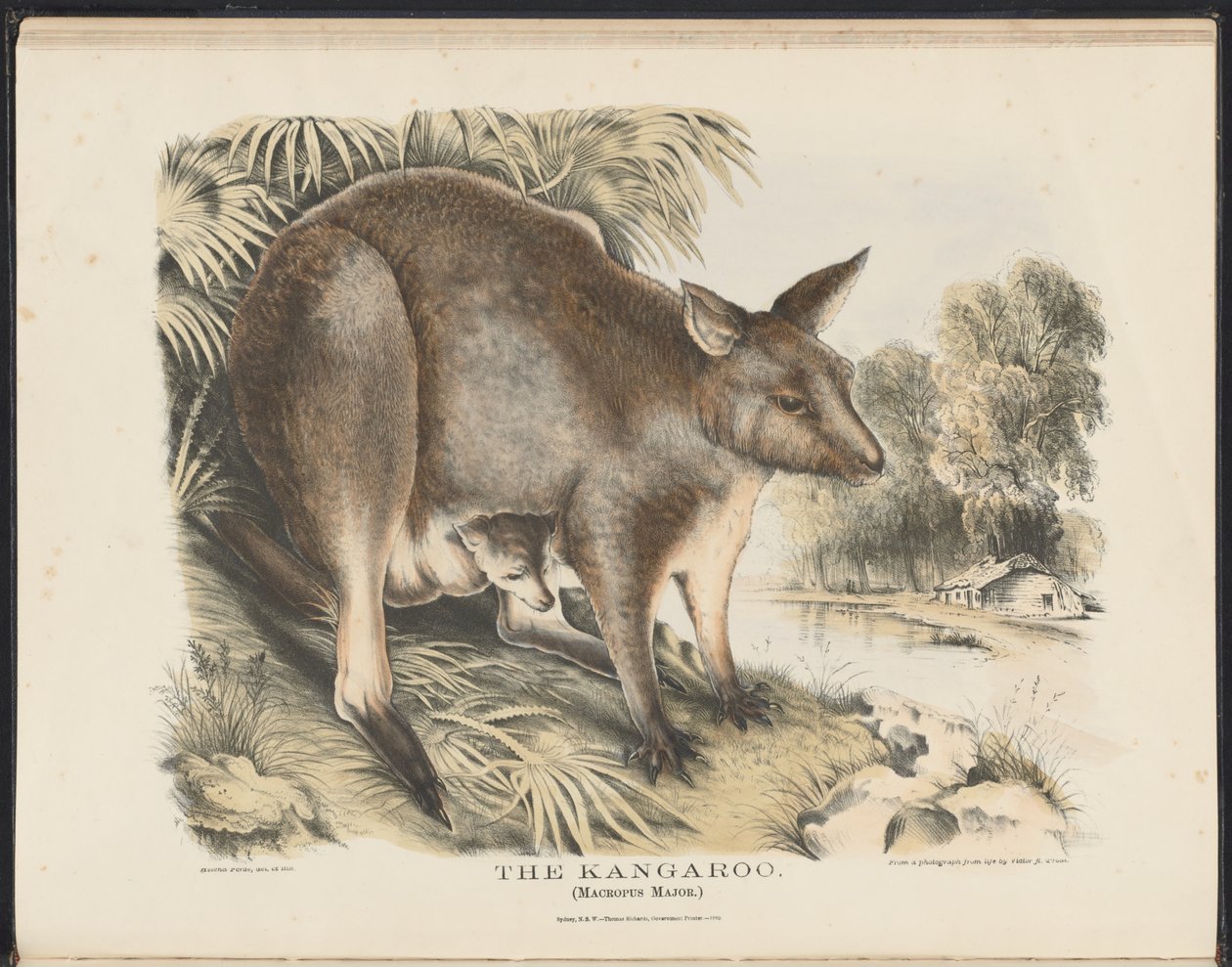 Australian nisäkkäät (Krefft) Nla.obj-33627803-12 Kenguru tekijältä Helena Scott