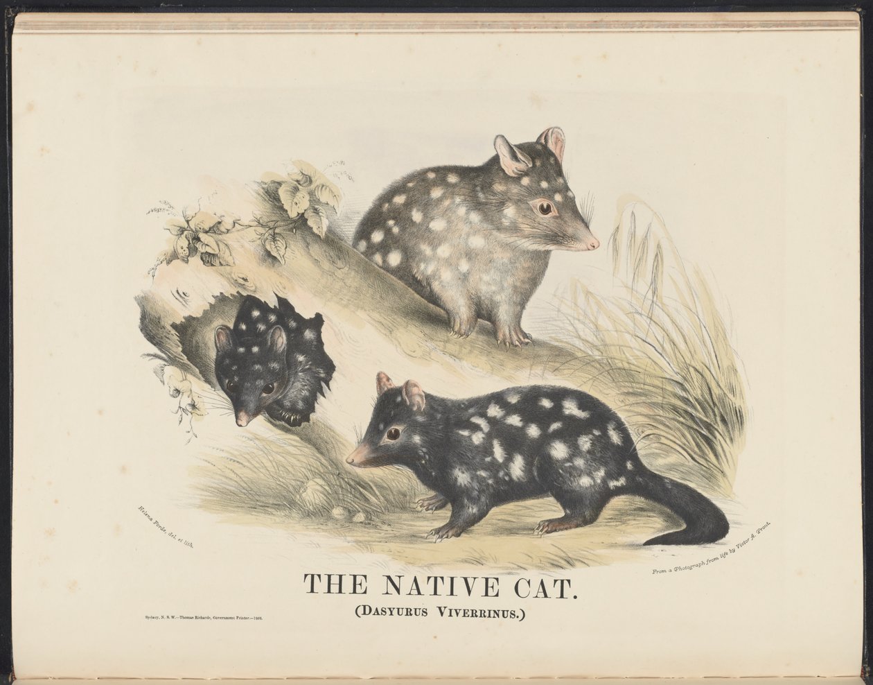 Australian nisäkkäät (Krefft) Nla.obj-33627803-14 The Native Cat tekijältä Helena Scott