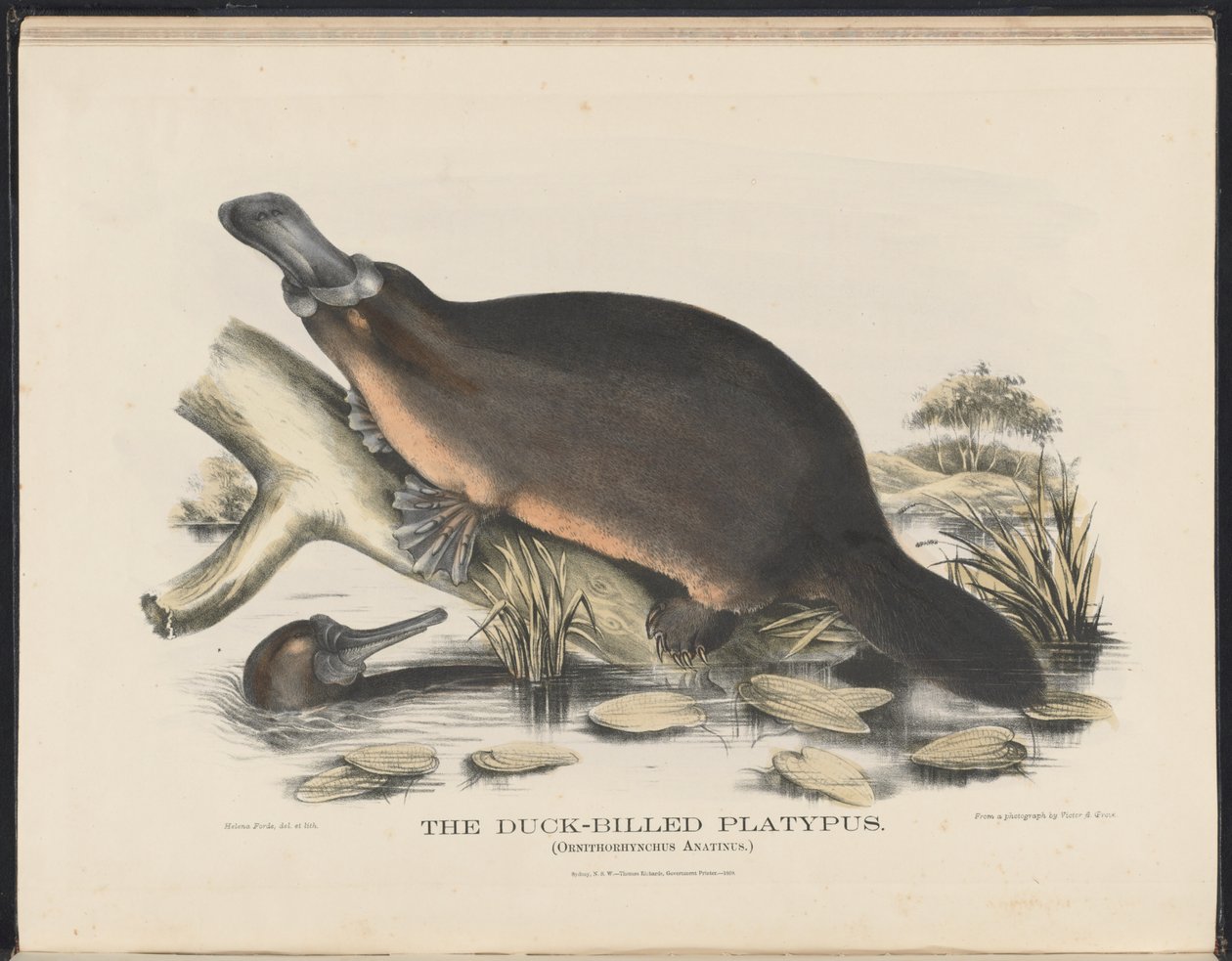 Australian nisäkkäät (Krefft) Nla.obj-33627803-16 Ankkalaskukka tekijältä Helena Scott