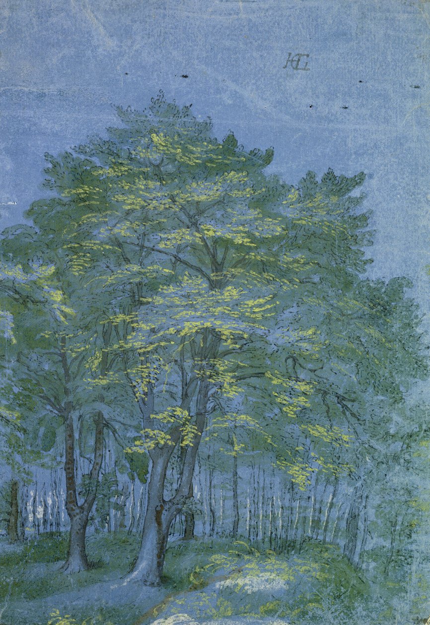 Ryhmä puita puussa, n. 1600 (kynä, muste ja pesu paperille) tekijältä Hendrik Goltzius