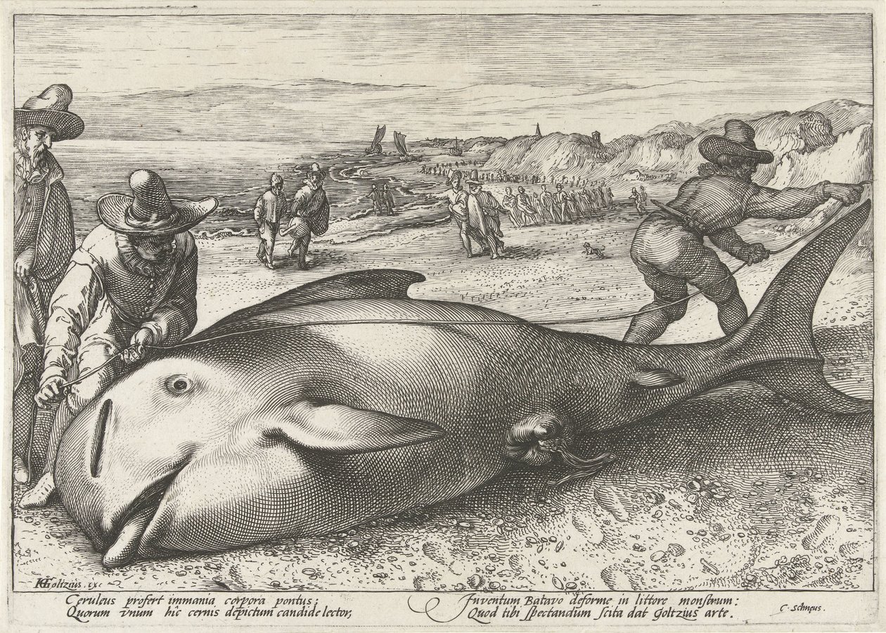 Pulaan jäänyt pilottivalas rannalla Zandvoortissa, 1594 tekijältä Hendrick Goltzius (workshop of)