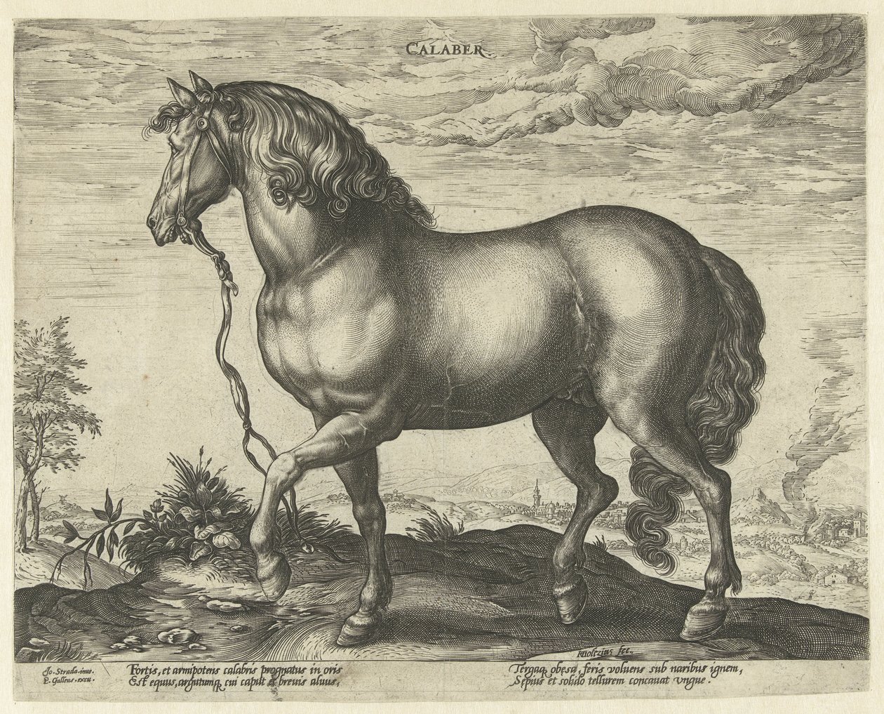 Hevonen Calabriasta Calaber (otsikko esineessä) Hevosrodut Itävallan Don Juanin kuninkaallisilta tallilta (sarjan nimi) tekijältä Hendrick Goltzius