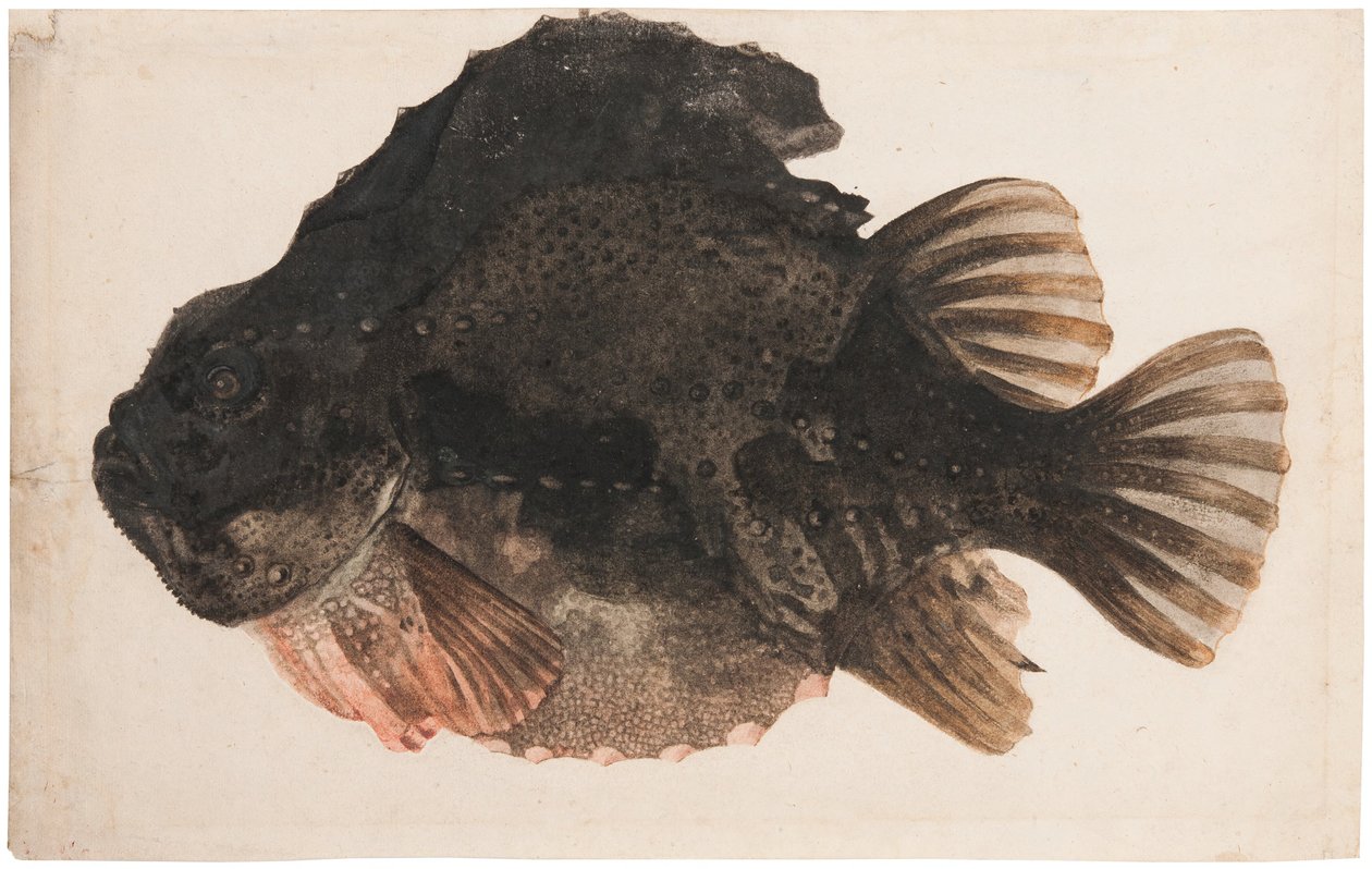 Tutkielma koirasrasvakalasta tekijältä Hendrick Goltzius