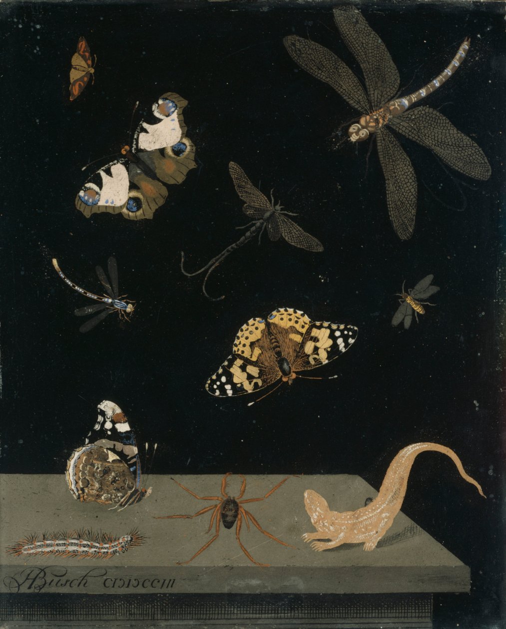 Scagolia-paneeli, jossa hyönteisiä ja salamanteri, 1703 (maalattu kipsi) tekijältä Hendrik Busch