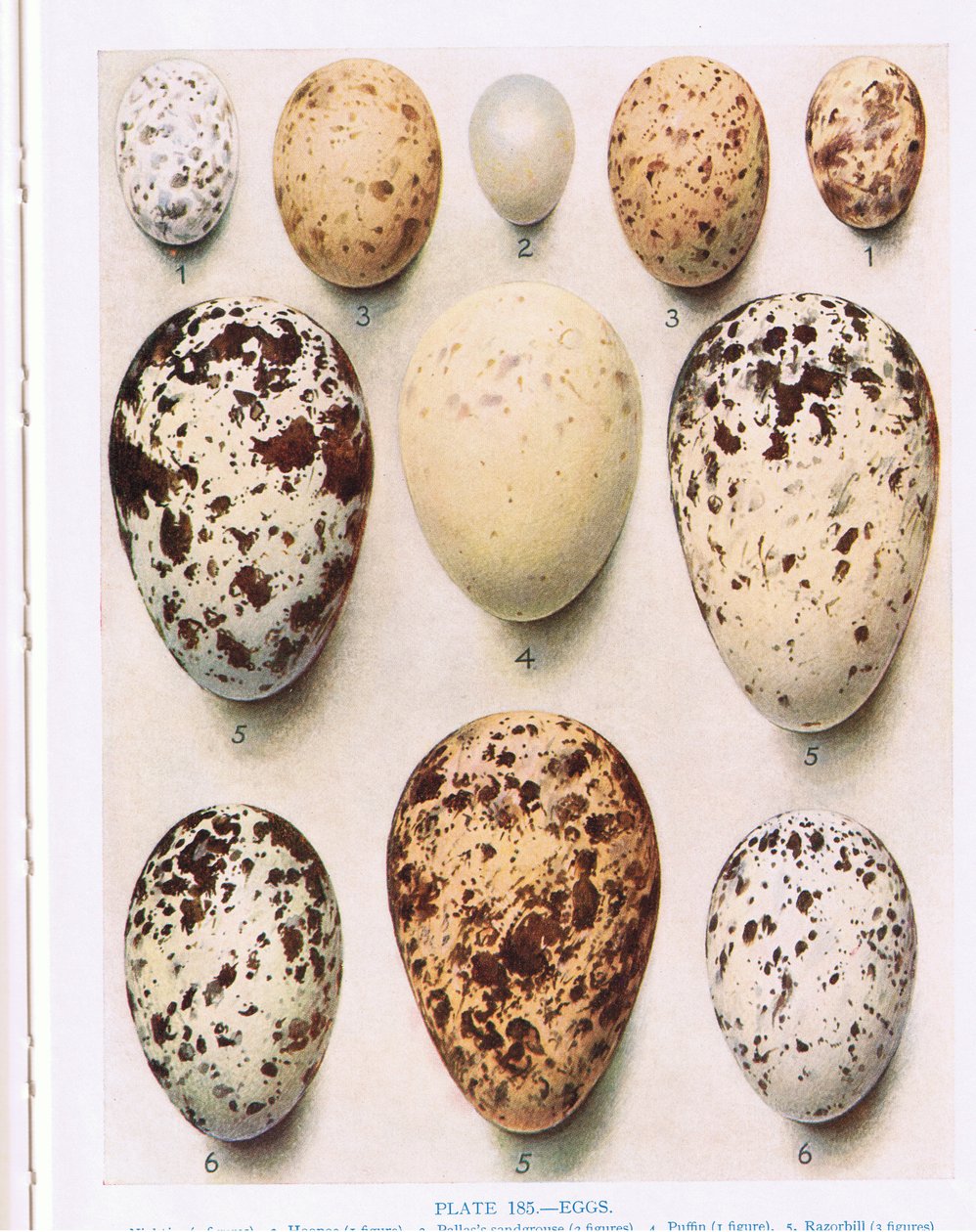 Munat:Cuckoo:etc, kuvitus kirjasta "British Birds", Kirkman und Jourdain, 1966 tekijältä Hendrik Gronvold