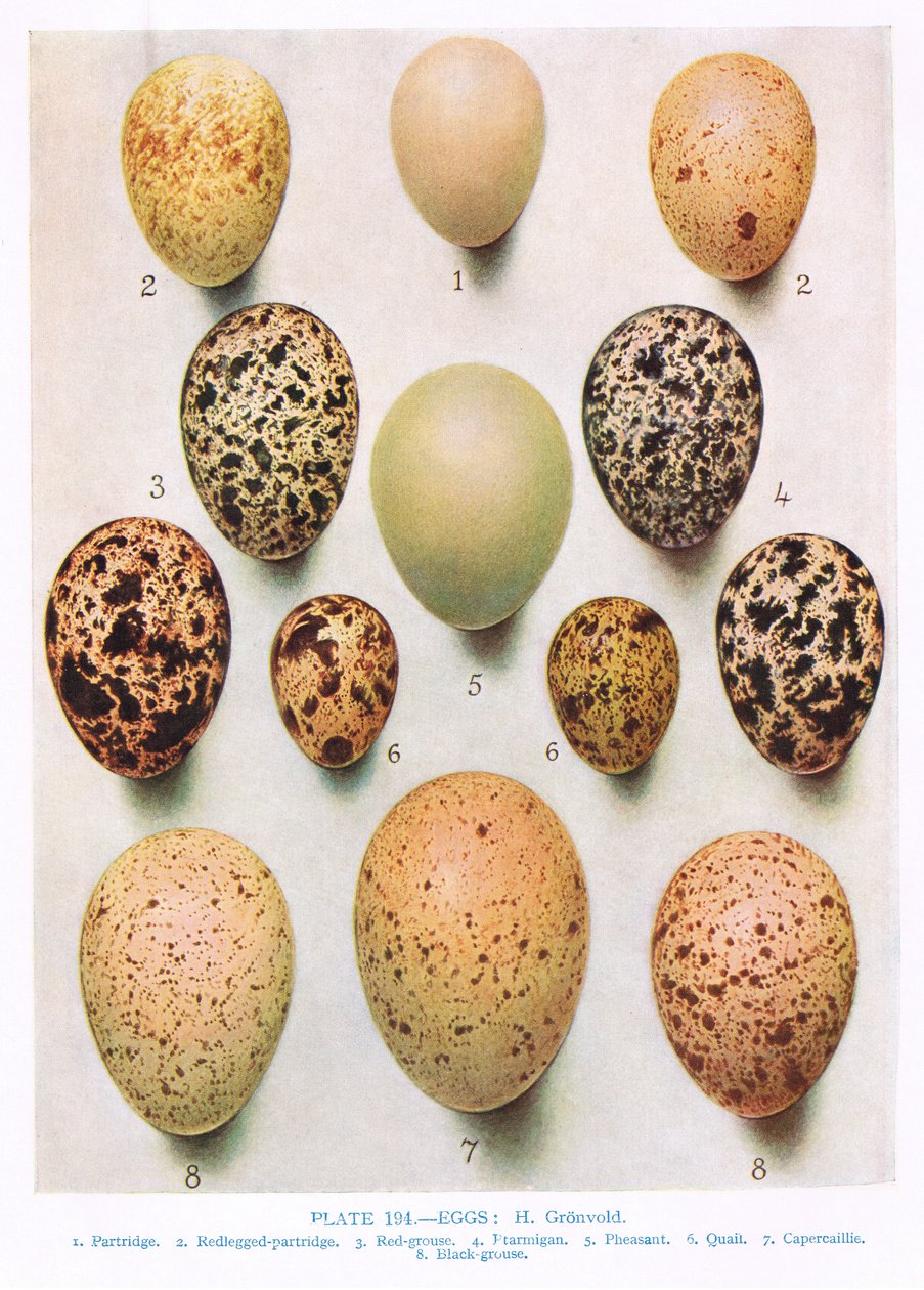 Munat:Curlew:Great Bustard:etc, kuvitus Kirkman und Jourdainin teoksesta "British Birds", 1966 tekijältä Hendrik Gronvold