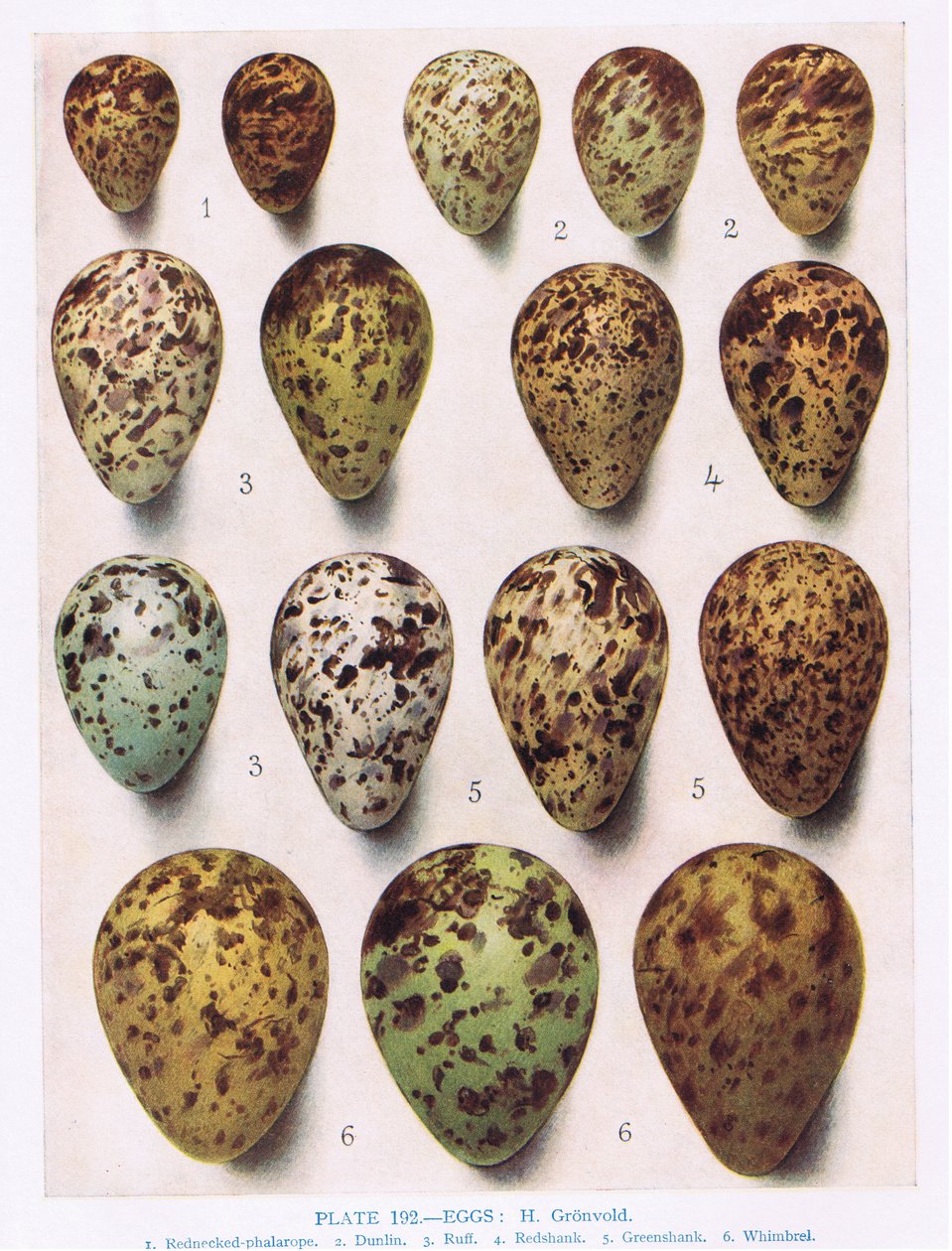 Eggs:Dotterell:Common Sandpiper:etc, kuvitus teoksesta 