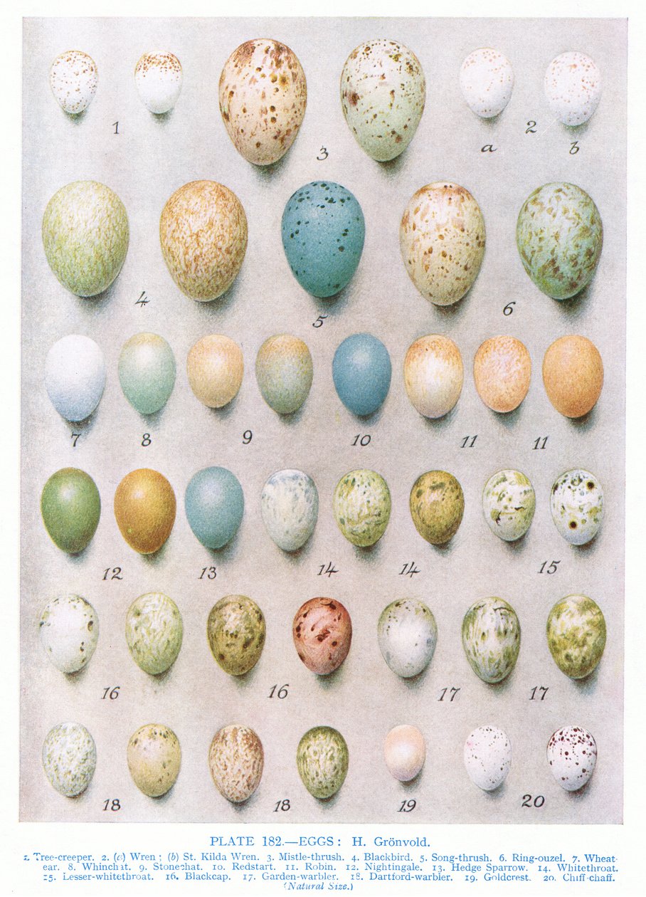 Munat:Vihervarippo:Kultavarpu jne., kuvitus Kirkman und Jourdainin teoksesta "British Birds", 1966 tekijältä Hendrik Gronvold