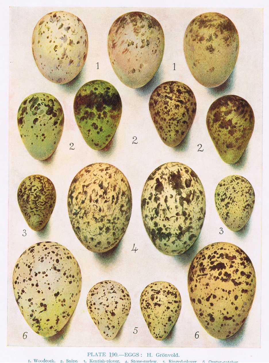 Eggs:Kittiwake:Great Black Backed Gull:etc, kuvitus teoksesta 