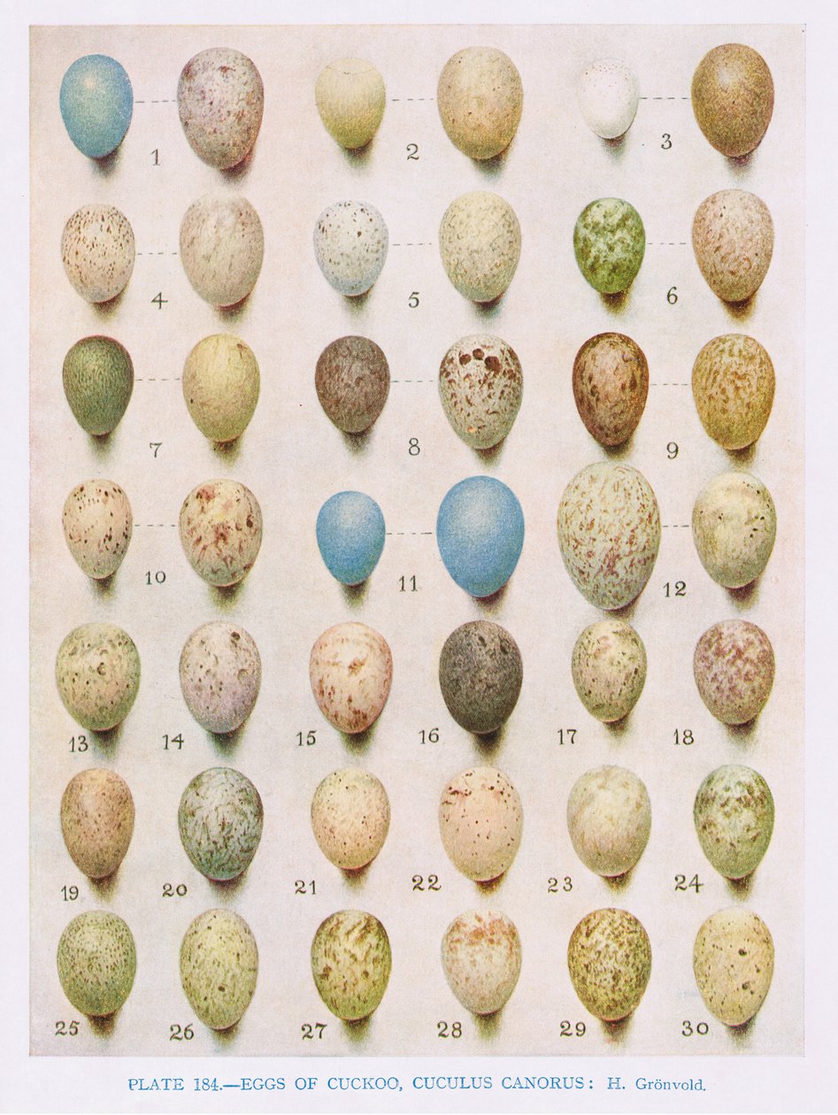 Eggs:Willow Warbler:Wood Warbler:etc, kuvitus teoksesta 