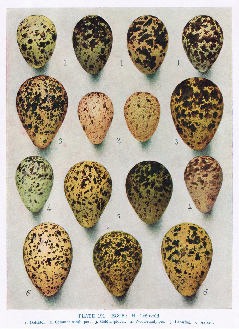 Munat: Metsäkukko: Snipe:etc, kuvitus teoksesta "British Birds", Kirkman und Jourdain, 1966 tekijältä Hendrik Gronvold